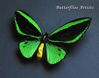 Rare GIANT Blue Birdwing Butterfly Framed Taxidermy