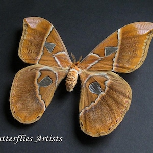 Huge Saturn Rothschildia Hesperus Female Moth Framed Entomology Shadowbox
