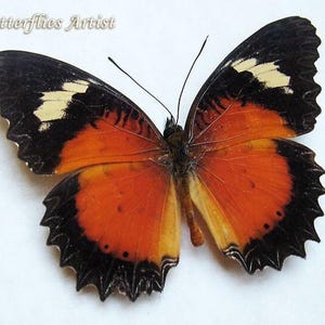 Cethosia Hypsea Red Malay Lacewing Real Butterfly Framed Entomology Display