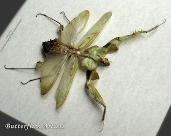 Giant Devils Mantis Idolomantis Diabolica Female VERY RARE Entomology Display