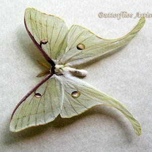 Actias Luna Real North American Moon Moth Framed Entomology Collectible Display