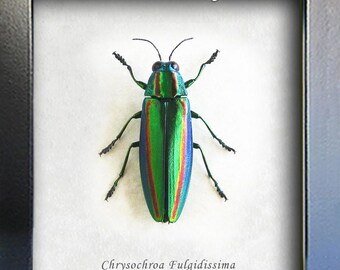 Chrysochroa fulgidissima 標本 日本 東京 il_340x270.6179107964_ljiu.jpg