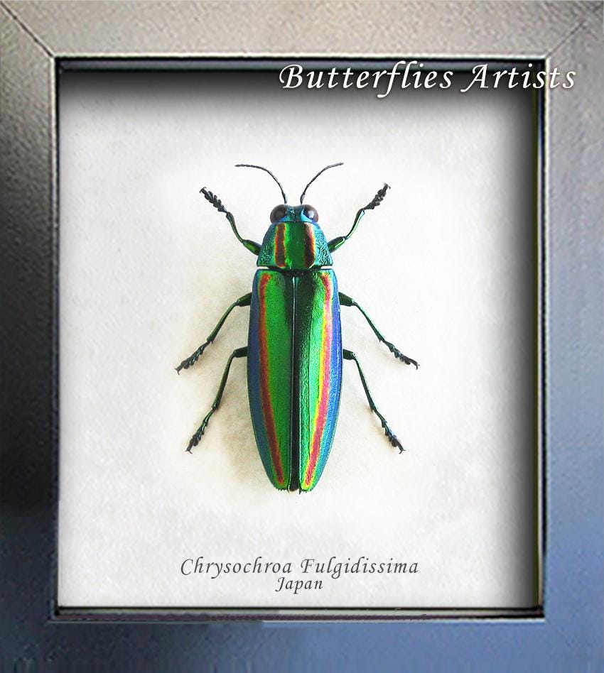 Japanese Jewel Beetle Chrysochroa Fulgidissima Real Framed