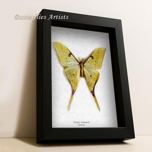 Actias Sinensis Real Chinese Moon Moth Framed Entomology Collectible Shadowbox