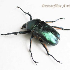Green Metallic Jumnos Ruckeri Rare Large Flower Beetle Framed Entomology Shadowbox