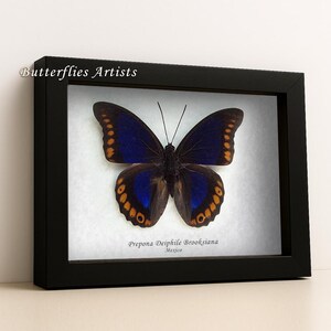 Rarity Prepona Deiphile Brooksiana XL Real Butterfly Framed Entomology Shadowbox