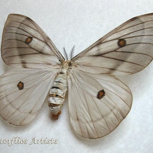 標本 Ceranchia apollina2 pair 112mm 122mm Ceranchia Apollina - Etsy