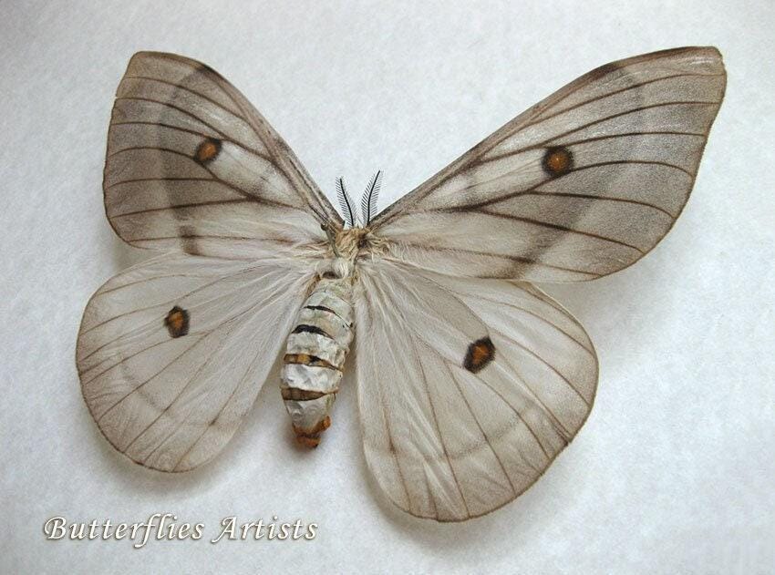 標本 Ceranchia apollina2 pair 112mm 122mm il_1080xN.6070051848_otzl.jpg