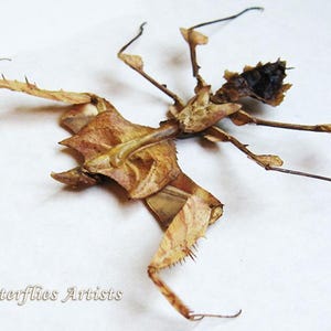 Devils Mantis Idolomantis Diabolica XL Very Rare Framed Entomology Shadowbox