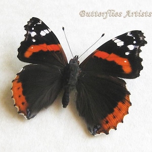 Red Admiral Vanessa Atalanta Butterfly Framed Entomology Collectible Shadowbox