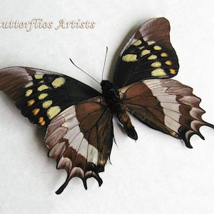 Rare Papilio Warscewiczii Real Bizarrely Butterfly Framed Entomology Shadowbox