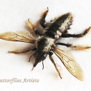 Giant Asian Bumble Bee Bombus Species XL Real Framed Entomology Shadowbox