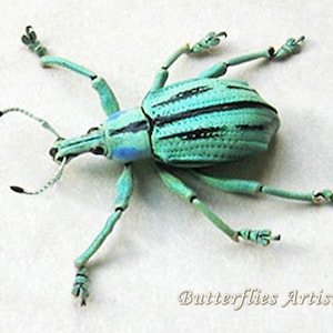 Colorful Weevil Eupholus Cuvieri Real Beetle Framed Entomology Shadowbox