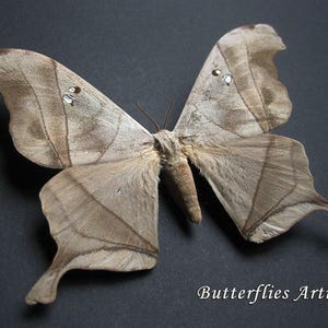 Dead-Leaf Saturn Moth Dysdaemonia Boreas Framed Entomology Collectible Shadowbox