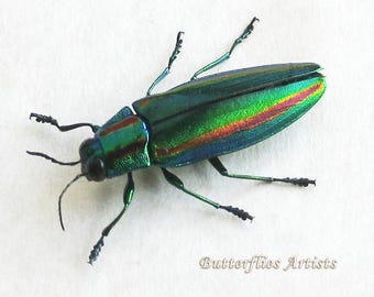 Chrysochroa fulgidissima 標本 日本 東京 日本のタマムシ Chrysochroa Fulgidissima 実物大フレーム昆虫学