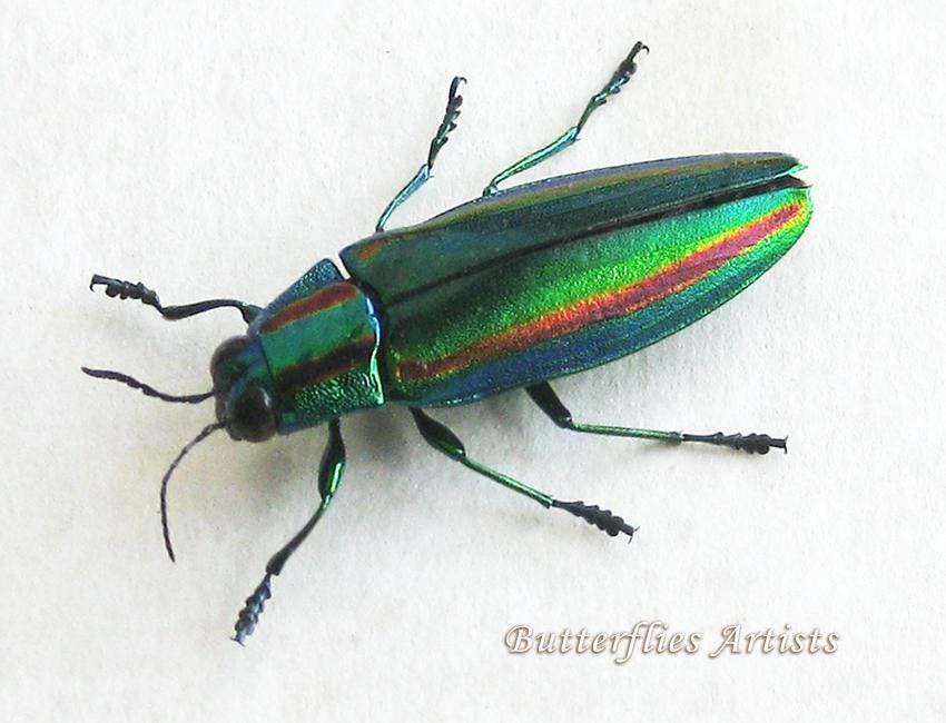 Japanese Jewel Beetle Chrysochroa Fulgidissima Real Framed
