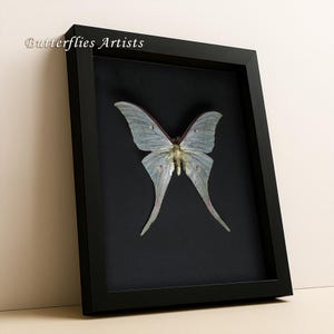 Minty Green Indian Luna Moth Actias Ningpoana XL Real Framed Entomology Shadowbox
