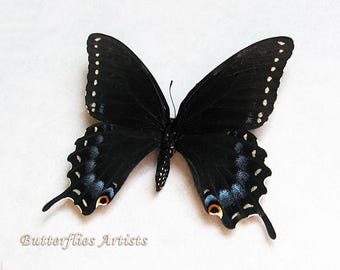 Papilio Polyxenes Black Swallowtail Real Butterfly Framed Entomology Shadowbox