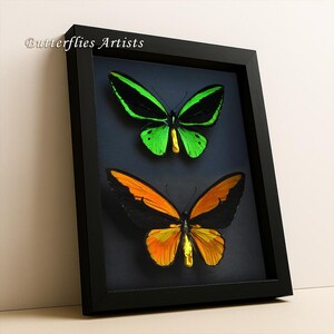 Emerald Golden Birdwing Butterflies Ornithoptera Croesus Lydius Priamus Poseidon Shadowbox