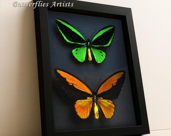 Ornithoptera priamus ♂♀ 標本 Ornithoptera priamus ♂♀ 標本