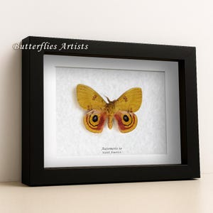Yellow Io Real North American Moth Automeris io Framed Entomology Shadowbox