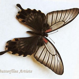 Great Yellow Mormon Papilio Lowi Female Framed Butterfly Entomology Shadowbox