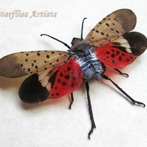 Spotted Lanternfly Lycorma Delicatula Real Framed Entomology Collectible Shadowbox