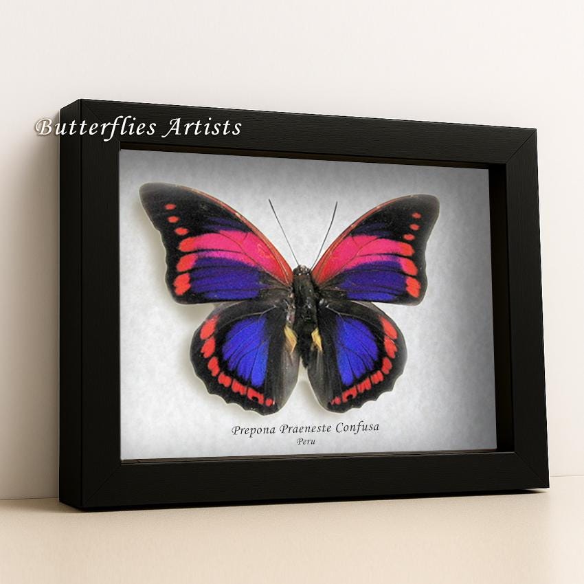 Prepona Praeneste - Etsy Sweden