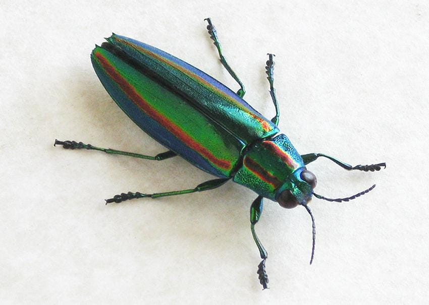 Chrysochroa fulgidissima 標本 日本 東京 Japanese Jewel Beetle Chrysochroa Fulgidissima Real Framed