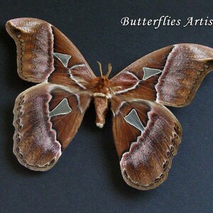 Saturn Silkmoth Rothschildia Aurota XL Real Moth Framed Entomology Shadowbox