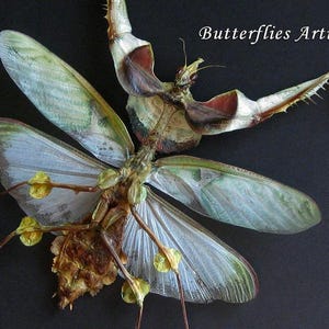 Giant Devils Mantis Idolomantis Diabolica Female VERY RARE Framed Entomology Shadowbox