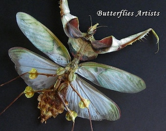 Giant Devils Mantis Idolomantis Diabolica Female VERY RARE Framed Entomology Shadowbox