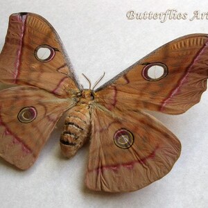 Giant Oak Tasar Silk Moth Antheraea Frithi Female Framed Entomology Shadowbox