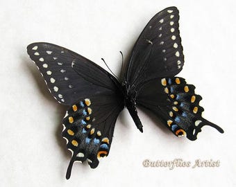 Black Swallowtail Papilio Polyxenes Real Butterfly Framed Entomology Shadowbox