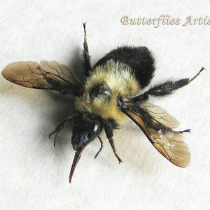 Large Real Eastern Bumblebee Bombus Impatiens Framed Entomology Shadowbox