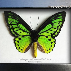 Ornithoptera Priamus Poseidon Emerald Birdwing Butterfly Entomology Shadowbox