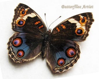 Blue Pansy Junonia Orithya Real Butterfly Framed Entomology Collectible Shadowbox