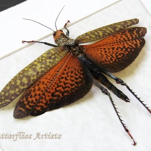 Giant Grasshopper Tropidacris Dux Real Locust Framed Entomology Shadowbox