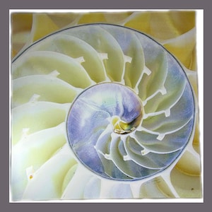 Impression signée sur toile Nautilus Shell 22 » x 22 » 57/250 Tirage d’art original