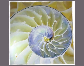 Signed Print on Canvas Nautilus Shell 22" x 22" 57/250 Original Art Print