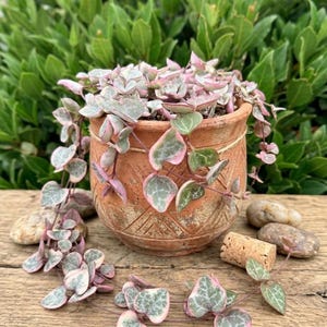 May include: A terracotta pot filled with a String of Hearts plant, featuring heart-shaped leaves with pink and green variegation. The pot sits on a wooden surface with small stones and a cork. The background shows green foliage.