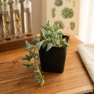 May include: A small, trailing succulent plant in a black square pot. The plant has light green, fleshy leaves and is displayed on a wooden surface. In the background are glass vials with plants and a botanical print.