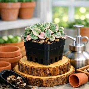 May include: A variegated string of hearts plant with heart-shaped leaves in shades of green, cream, and pink, potted in a black square plastic container. The plant is displayed on two stacked circular wooden slices with visible bark edges.