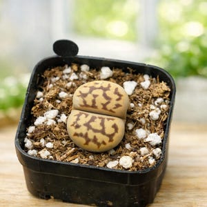 Butt Plant Stone - Etsy