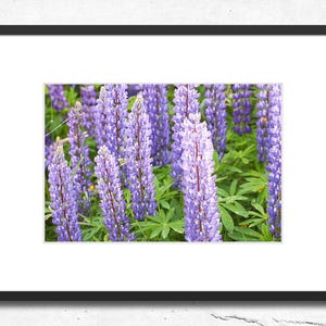 Wild Lupines printable Photo. Nature digital print. Flower Digital Print, Purple Wall Art, Macro Photography. Flower Photo, Instant Download