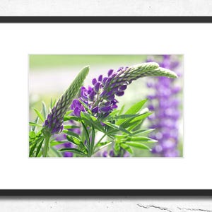 Wild Lupines printable Photo. Nature digital print. Flower Digital Print, Purple Wall Art, Macro Photography. Flower Photo, Instant Download