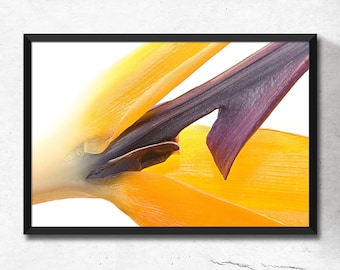 Strelitzia printable Photo. Nature digital print. Flower Digital Print, Yellow Wall Art, Macro Photography. Flower Photo, Instant Download