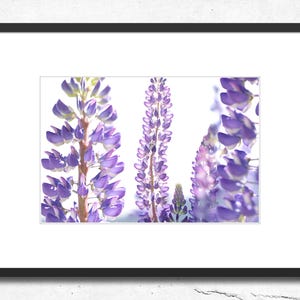 Wild Lupines printable Photo. Nature digital print. Flower Digital Print, Purple Wall Art, Macro Photography. Flower Photo, Instant Download