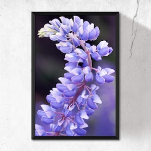 Wild Lupines printable Photo. Nature digital print. Flower Digital Print, Purple Wall Art, Macro Photography. Flower Photo, Instant Download