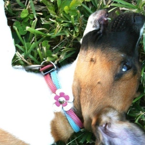 Swirl Leather Dog Collar in Blue and Hot Pink image 2